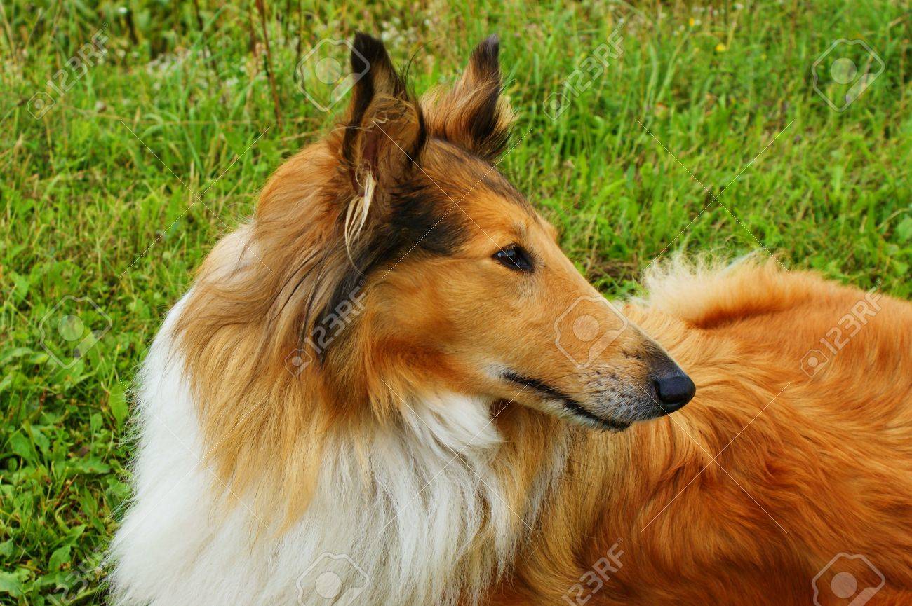 sable smooth collie