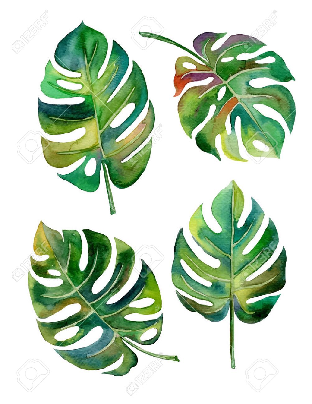hand draw Split leaf style design for the label, covertexture paper illustration EPS10 - 42835129 hand draw Split leaf style design for the label, covertexture paper illustration EPS10 - 42835129
