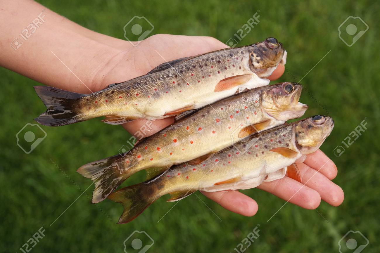 ブラウン トラウト ベルギーのアルデンヌ Ambleve 川からの魚と手 の写真素材 画像素材 Image
