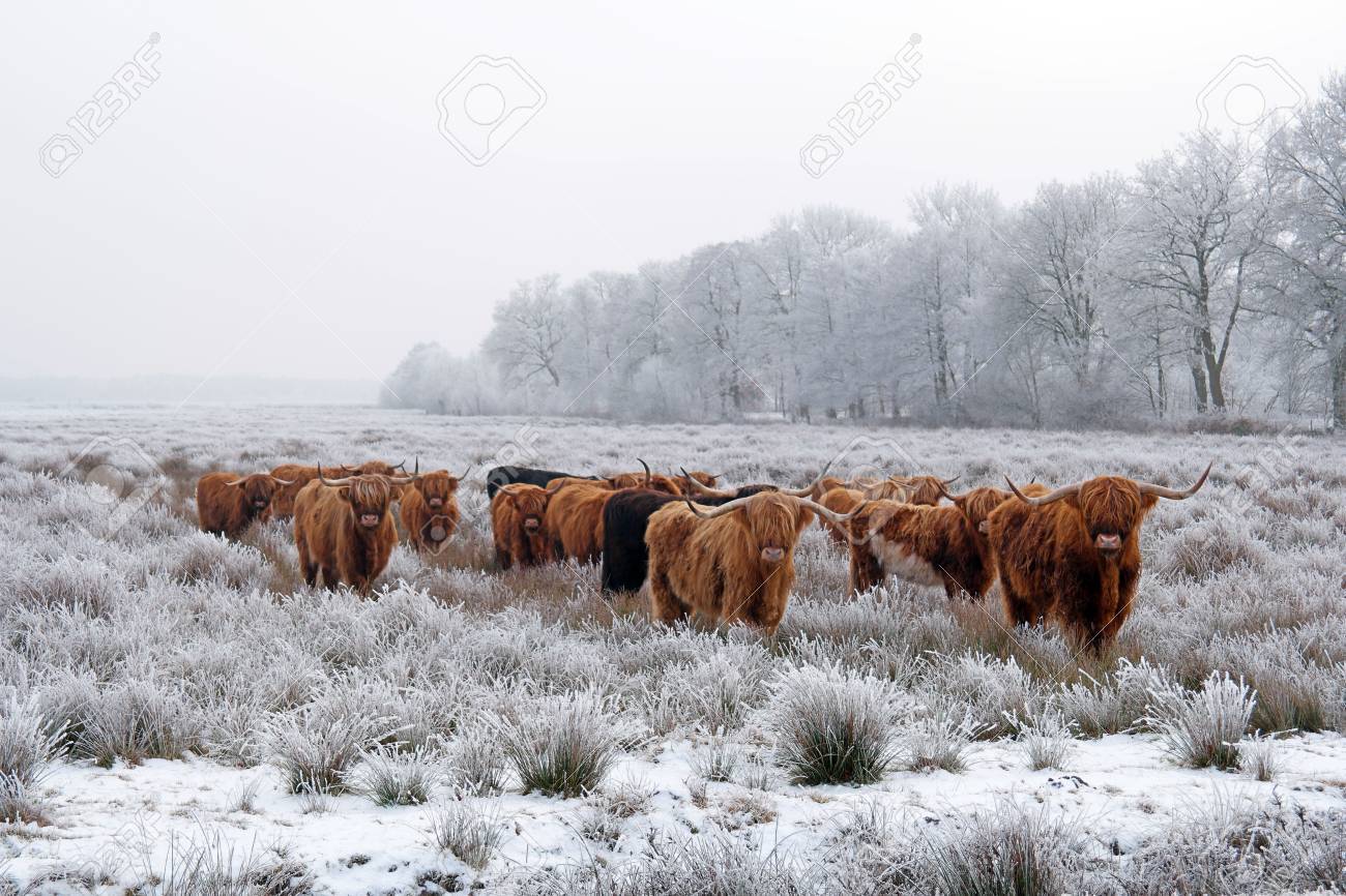Herd of red brown Scottish highlanders in a natural winter landscape. - 73607791 Herd of red brown Scottish highlanders in a natural winter landscape. - 73607791