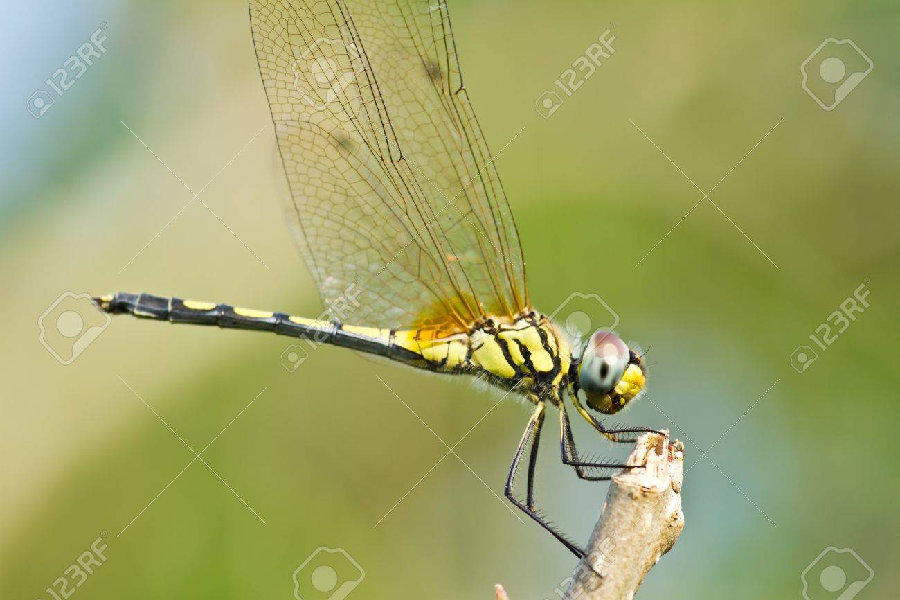 etiam-dictum-ipsum-a-felis