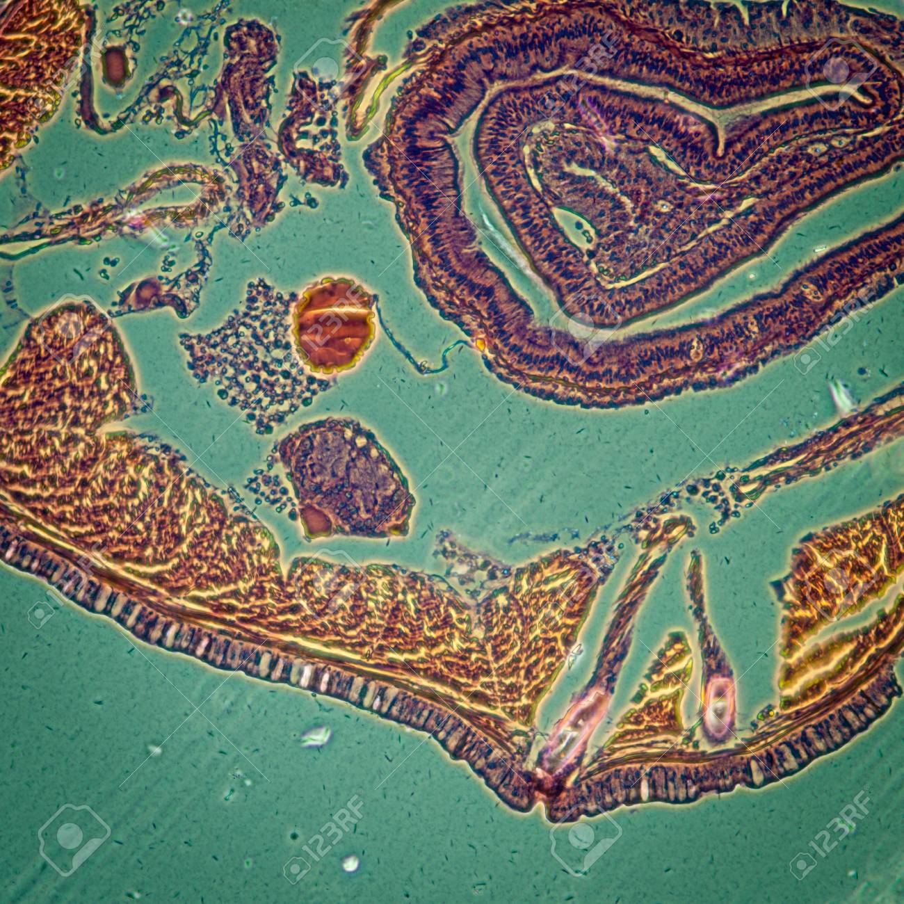 etiam-dictum-ipsum-a-felis