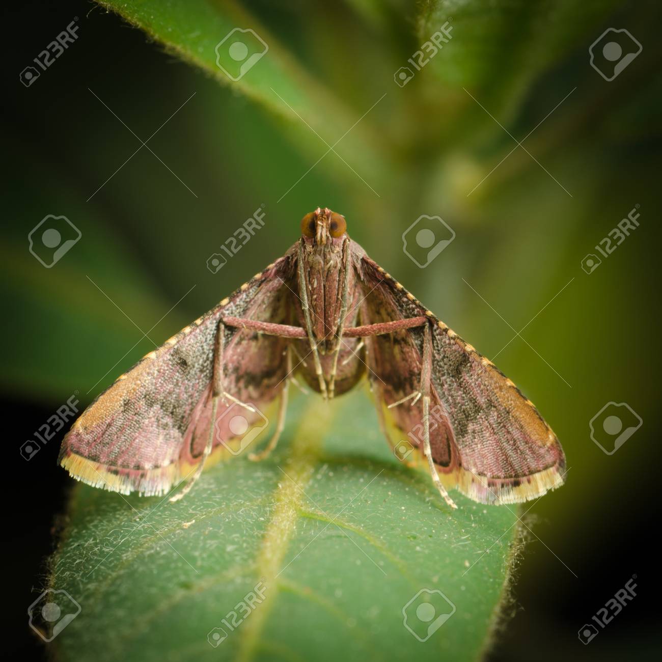 etiam-dictum-ipsum-a-felis