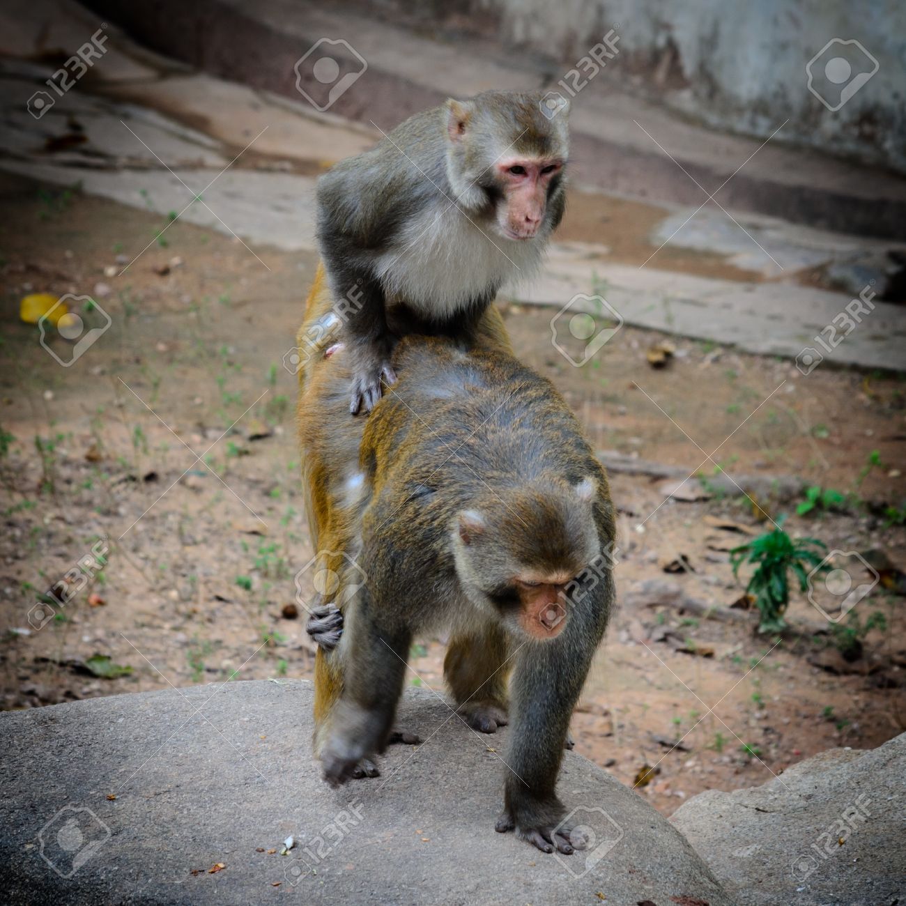 İki Hayvan Maymun Çiftleşme Seks Aşk Royalty Free Stok Fotoğraf, Resimler,  Görseller ve Stok Fotoğrafçılık. Image 15486793