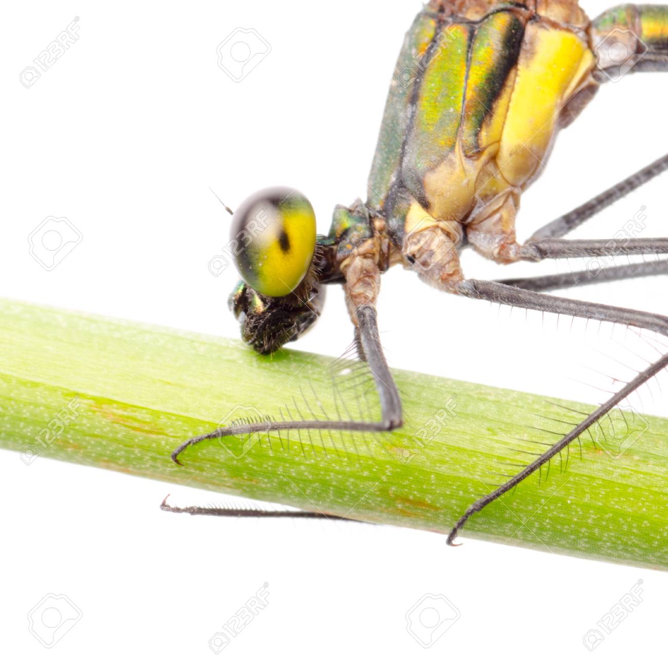 etiam-dictum-ipsum-a-felis