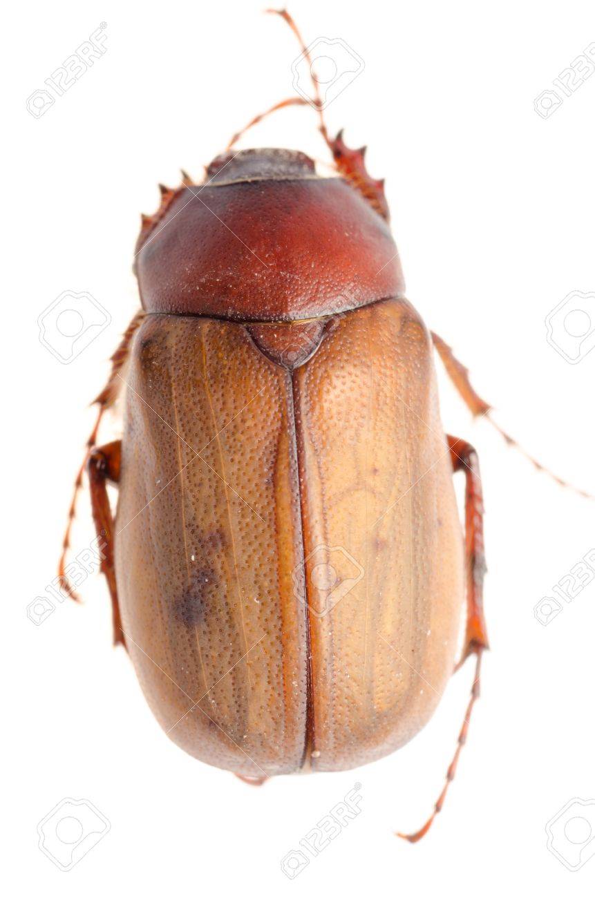 茶色のカブトムシ 6-33 純金（K24）製 兜虫(カブトムシ) ALPBK036 |K24 純金