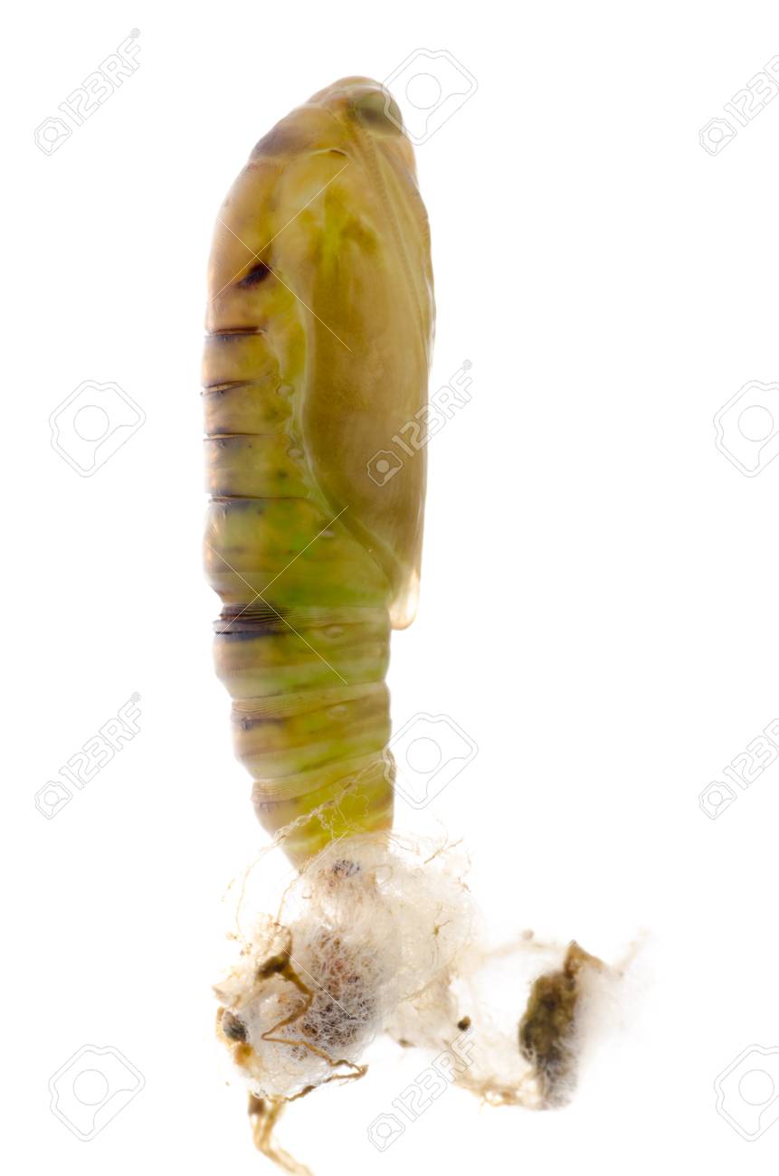 Insect Green Moth Cocoon Isolated On White Stock Photo Picture And Royalty Free Image Image
