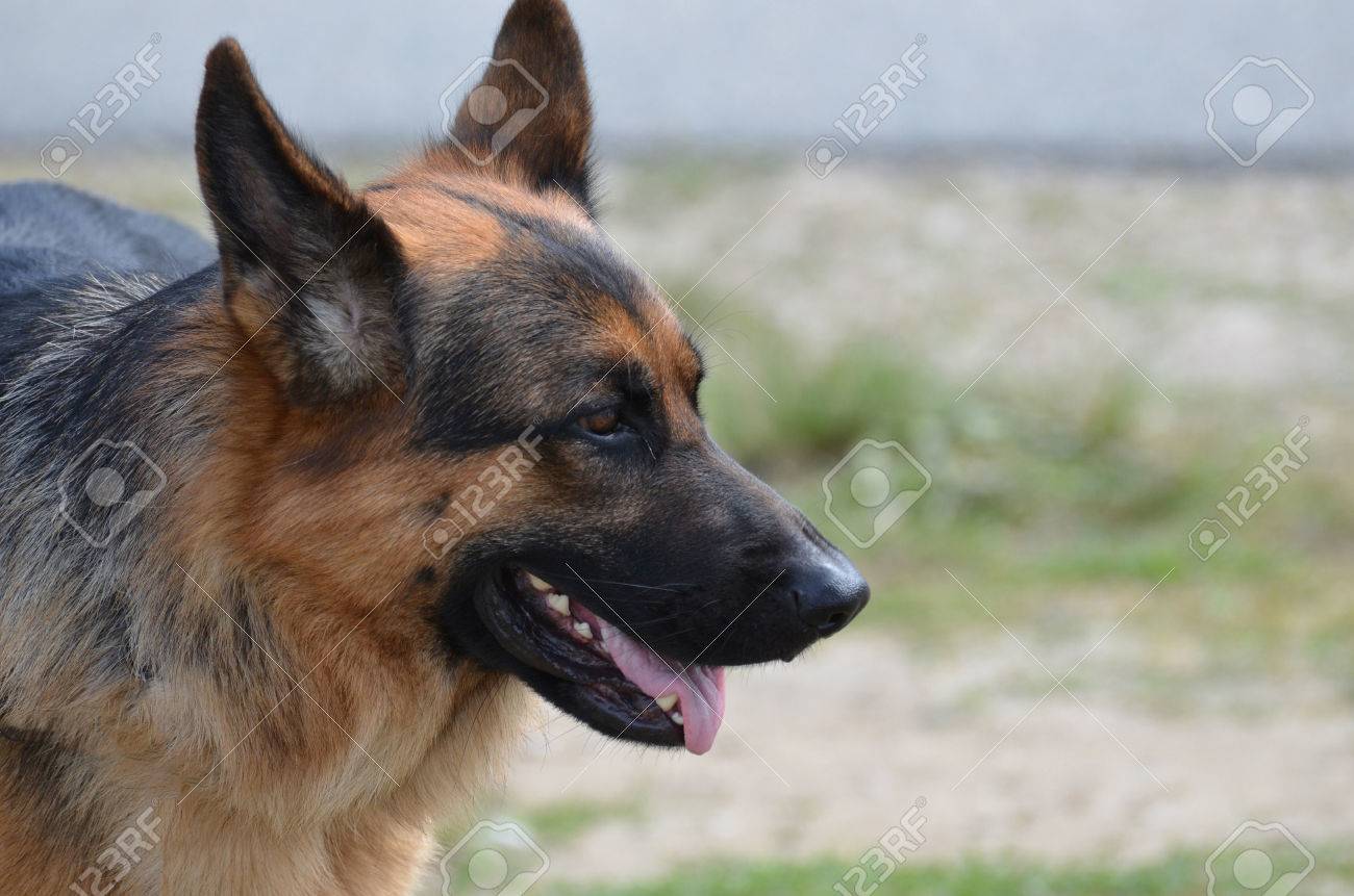 Profil Latéral Dun Chien De Berger Allemand Avec Ses Oreilles Ragaillardi