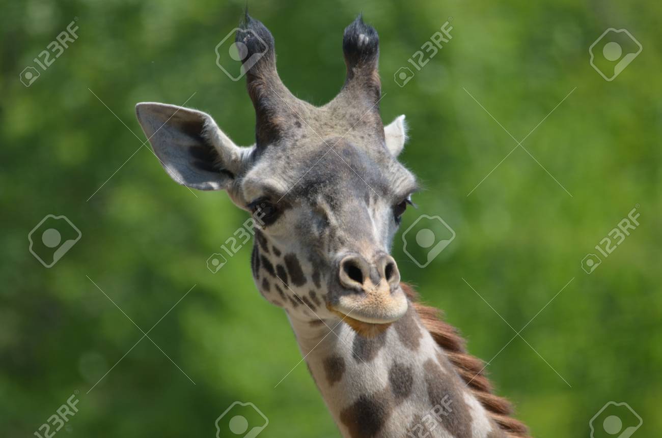 かわいいキリンの幻想的な顔は。の写真素材・画像素材 Image 65612833