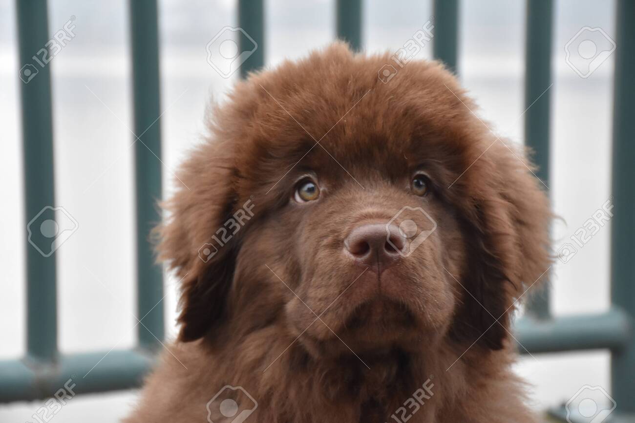 chocolate newfoundland dog