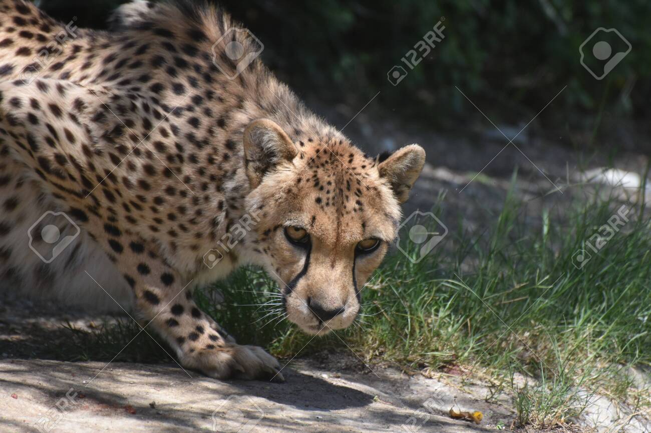 etiam-dictum-ipsum-a-felis