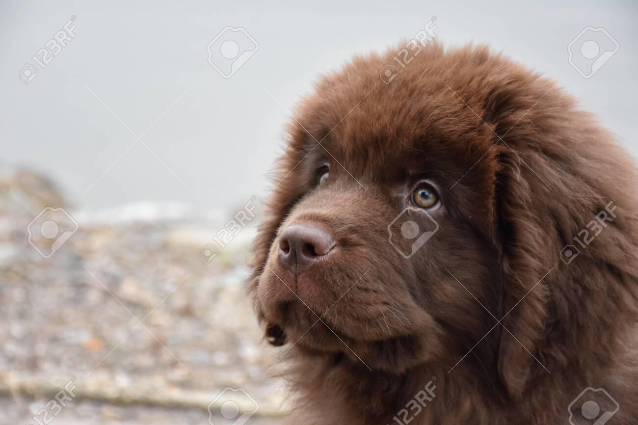 chocolate landseer newfoundland