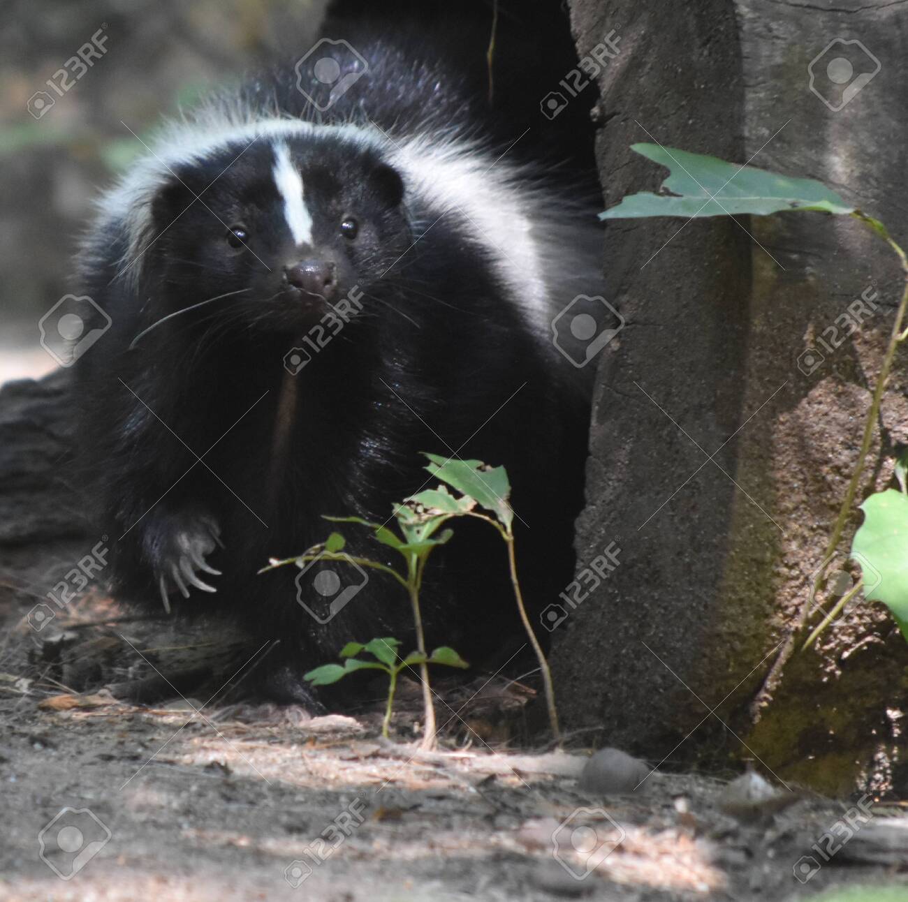 シマスカンクの毛皮 1点もの シマスカンク図鑑 Striped Skunk｜M_ayumi