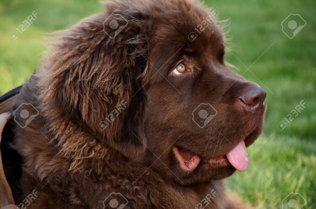 chocolate newfoundland dog