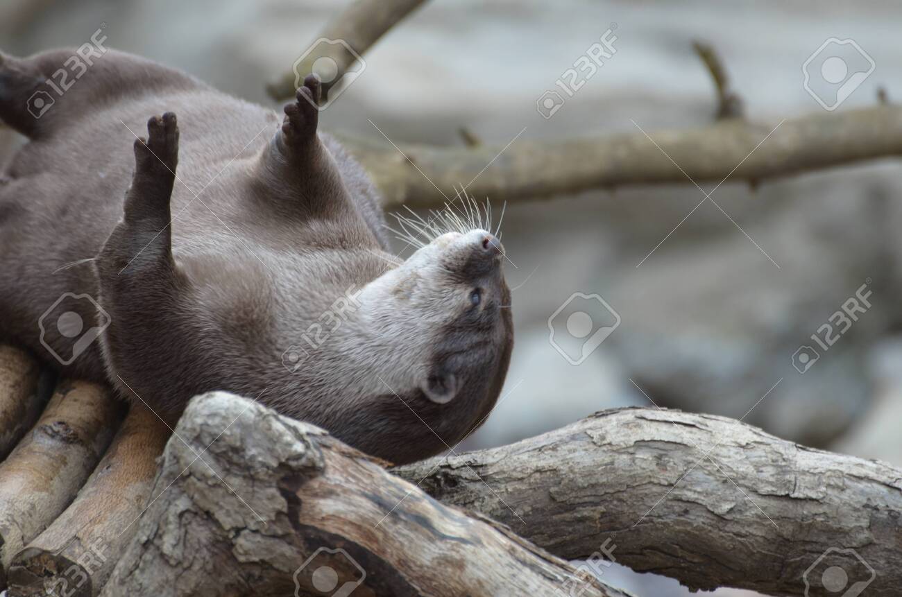 etiam-dictum-ipsum-a-felis