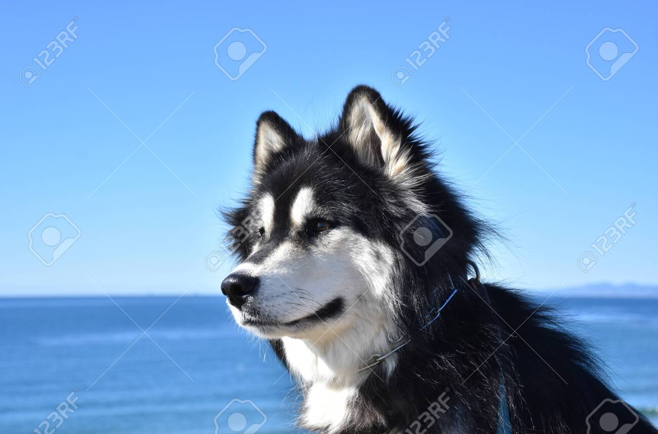 malamute husky mix price