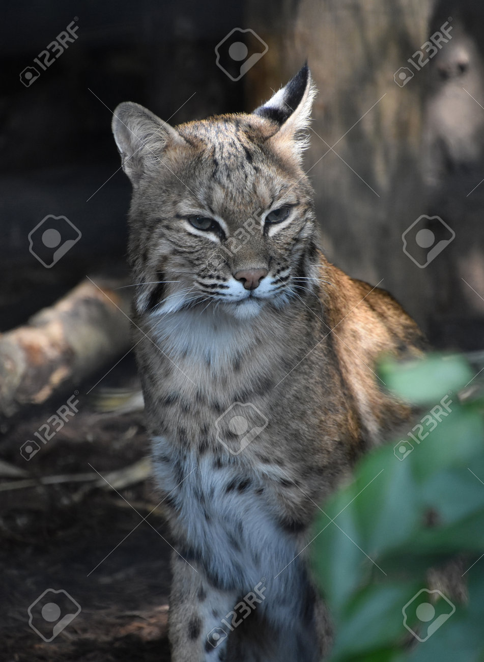 etiam-dictum-ipsum-a-felis