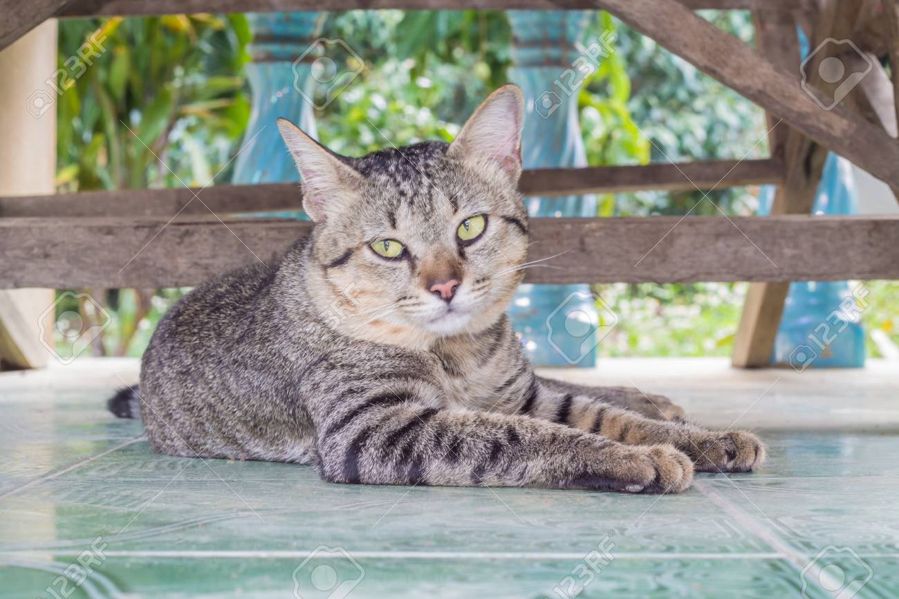 etiam-dictum-ipsum-a-felis