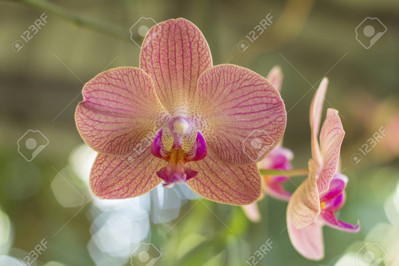 etiam-dictum-ipsum-a-felis