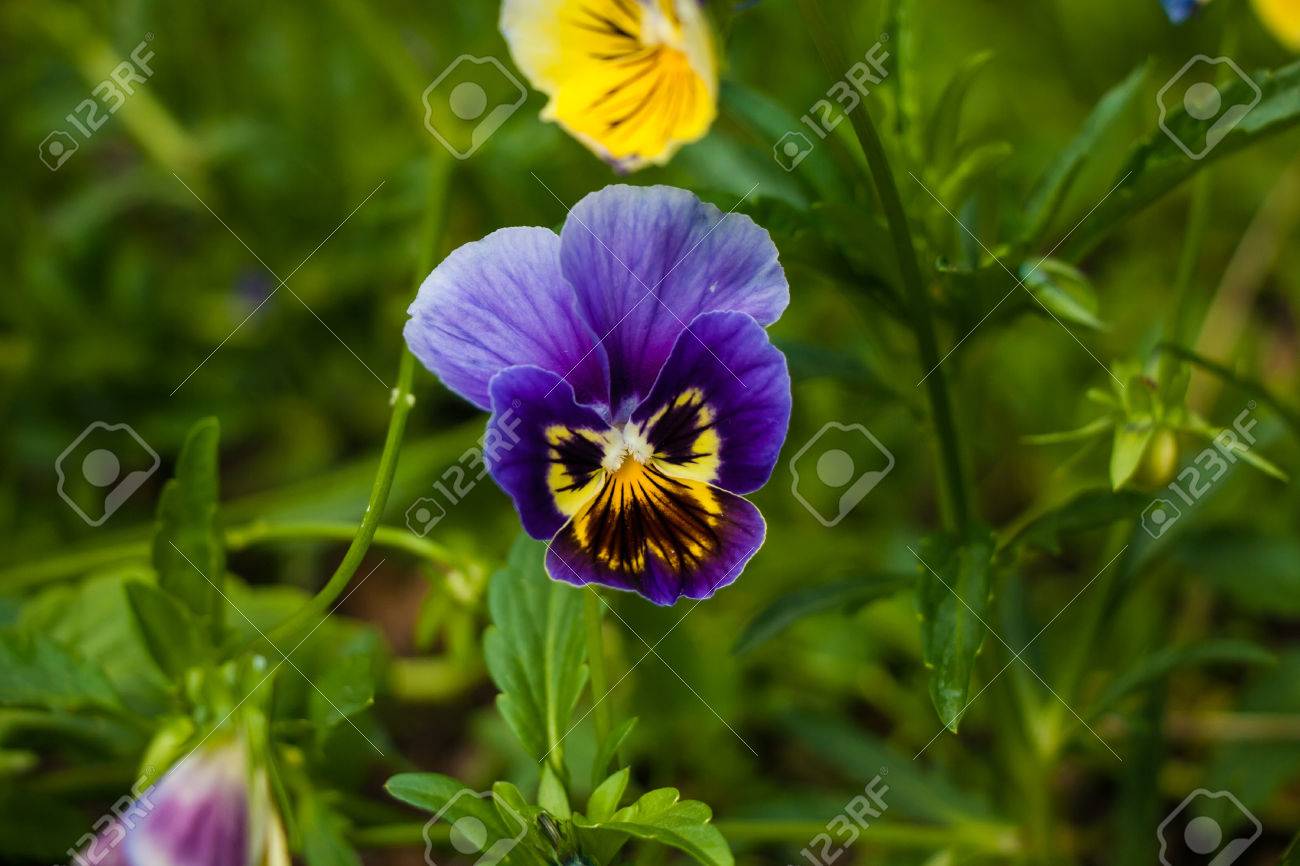 etiam-dictum-ipsum-a-felis