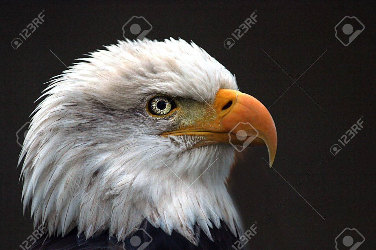 profile of an american