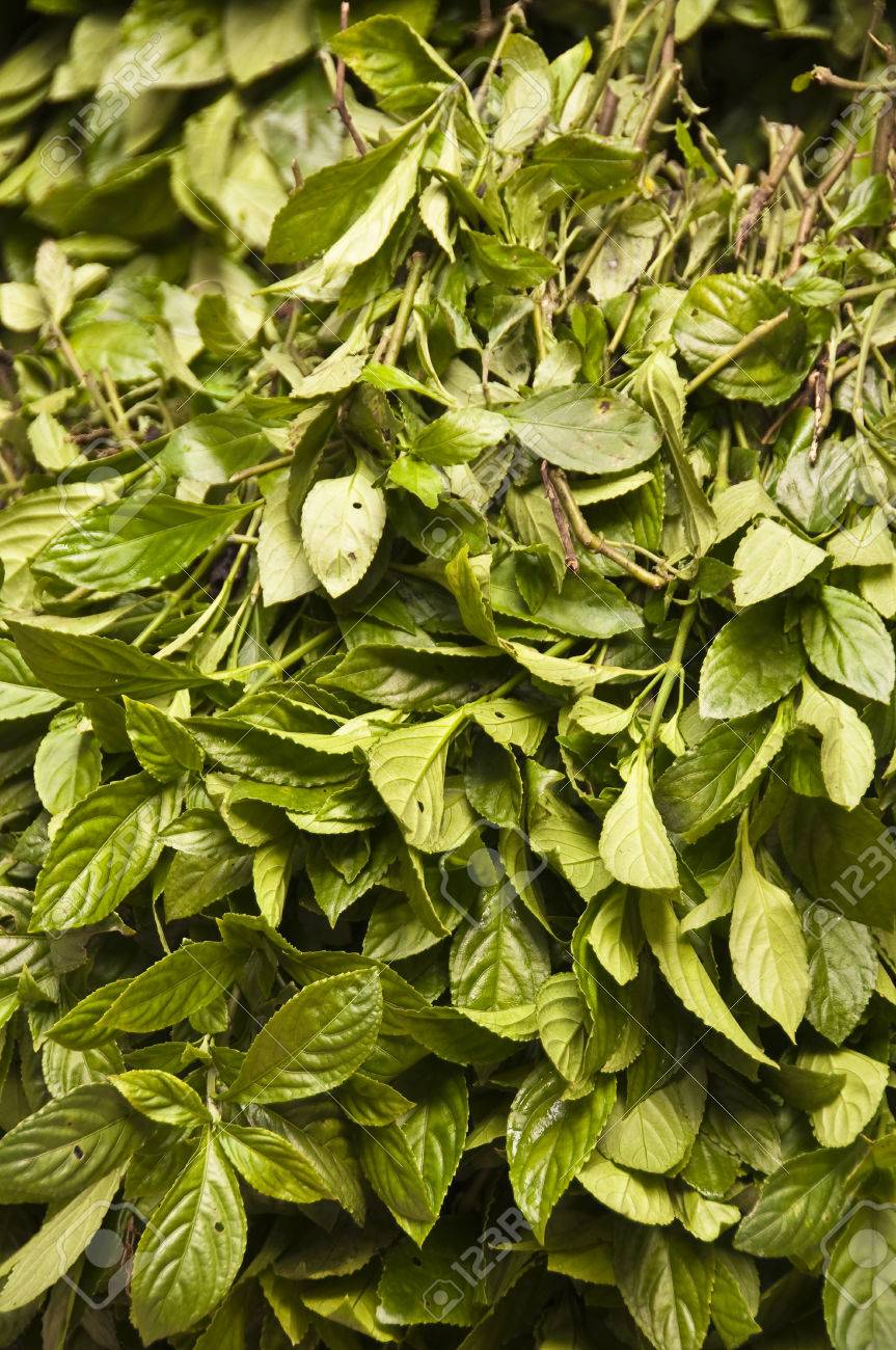 自然なインディゴの染料 中国の緑の葉 の写真素材 画像素材 Image