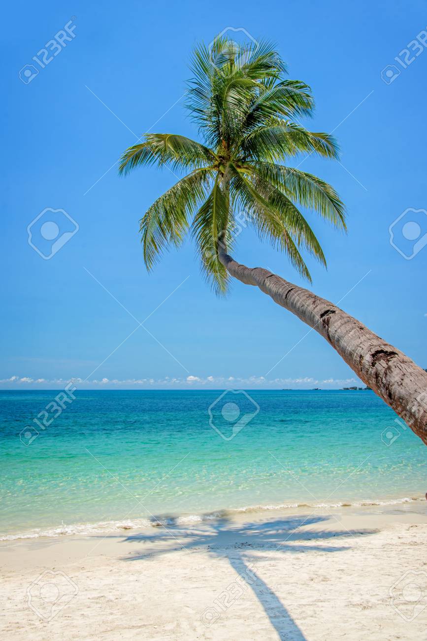leaning palm tree over a beach with turquoise sea stock photo
