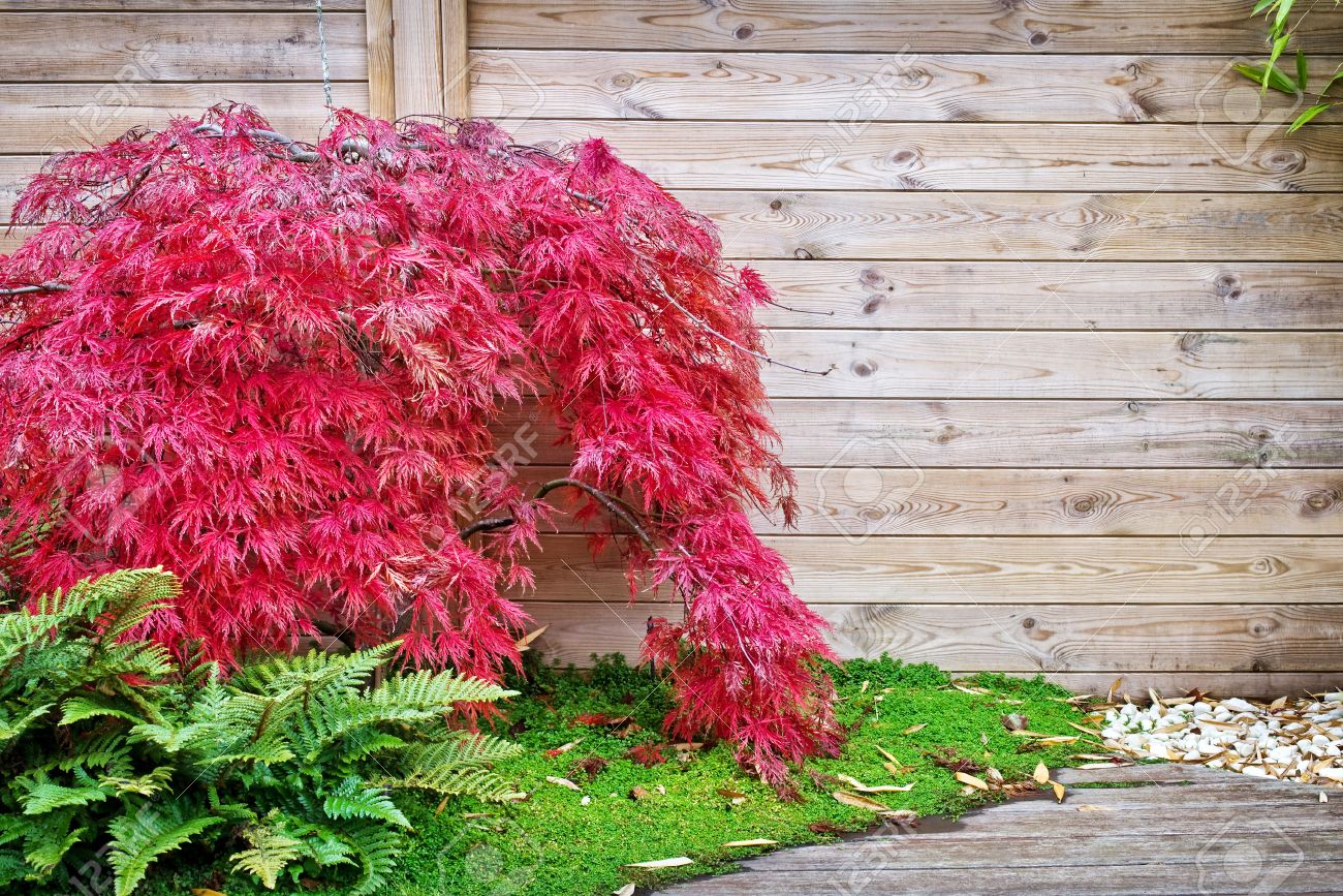 Red japanese maple tree against a wooden wall in a small garden - 48000605 Red japanese maple tree against a wooden wall in a small garden - 48000605