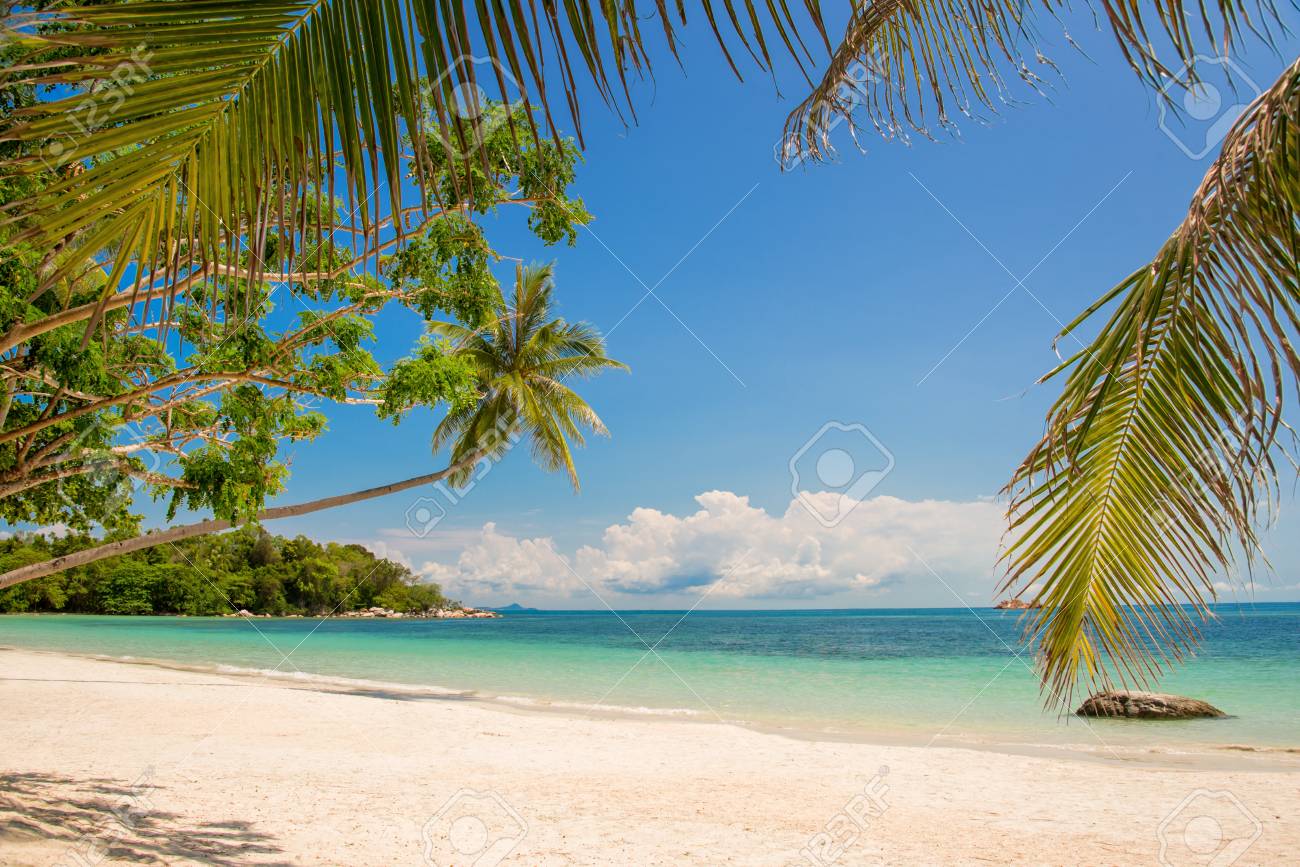 tropical beach landscape with a leaning palm tree stock photo