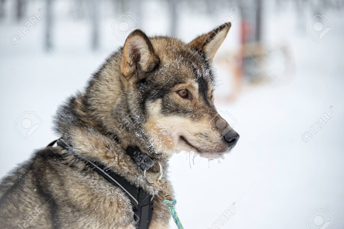 ハスキー犬のクローズ アップ ラップランド フィンランド の写真素材 画像素材 Image