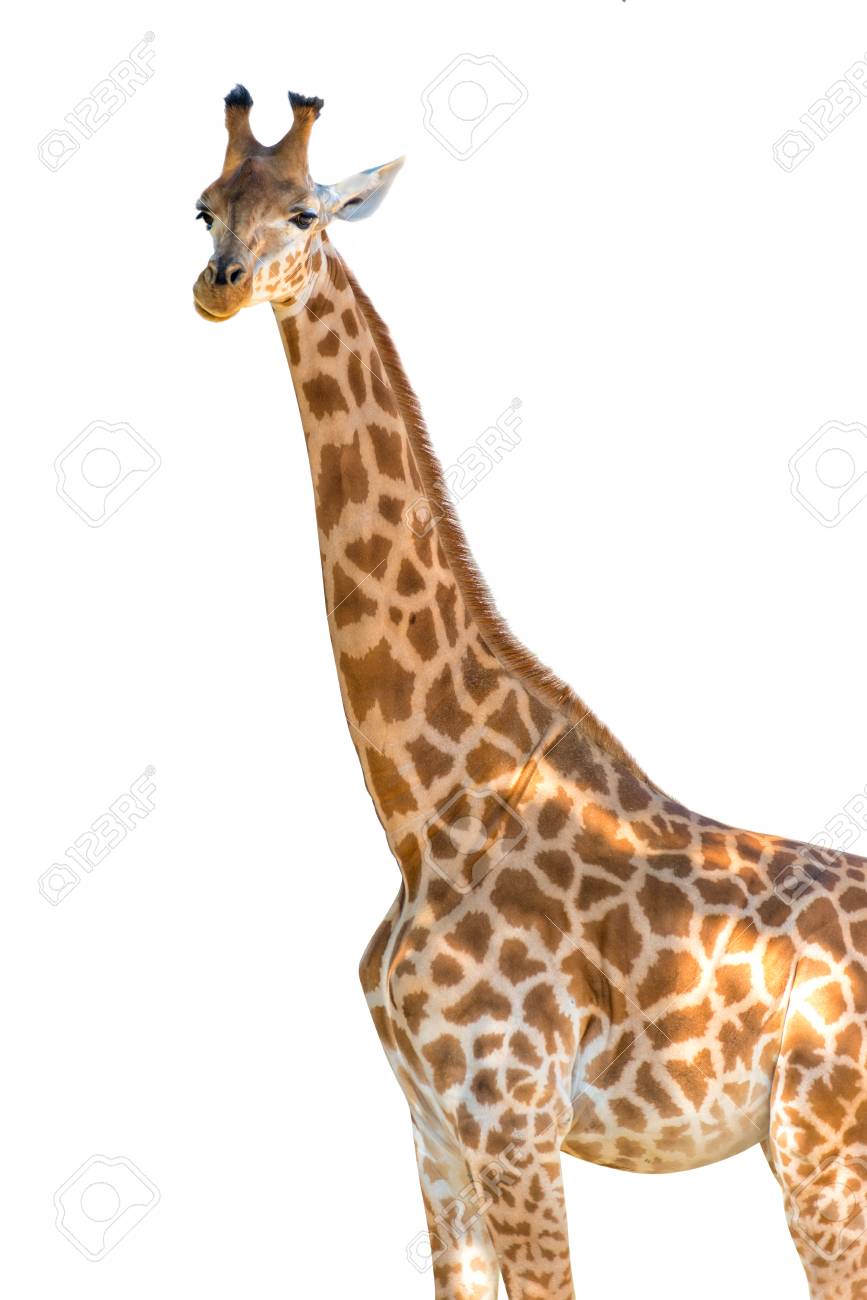 Profile Photo Of A Giraffe Isolated On White Background Stock Photo Picture And Royalty Free Image Image