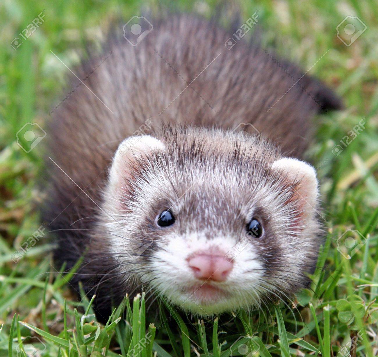 kong cat wubba mouse