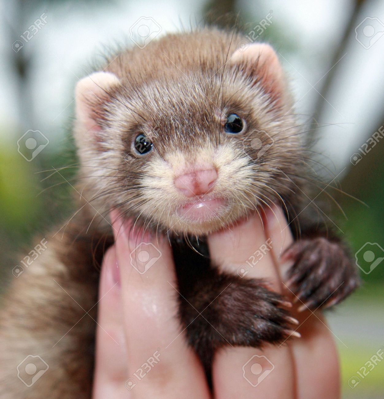 complete ferret kit