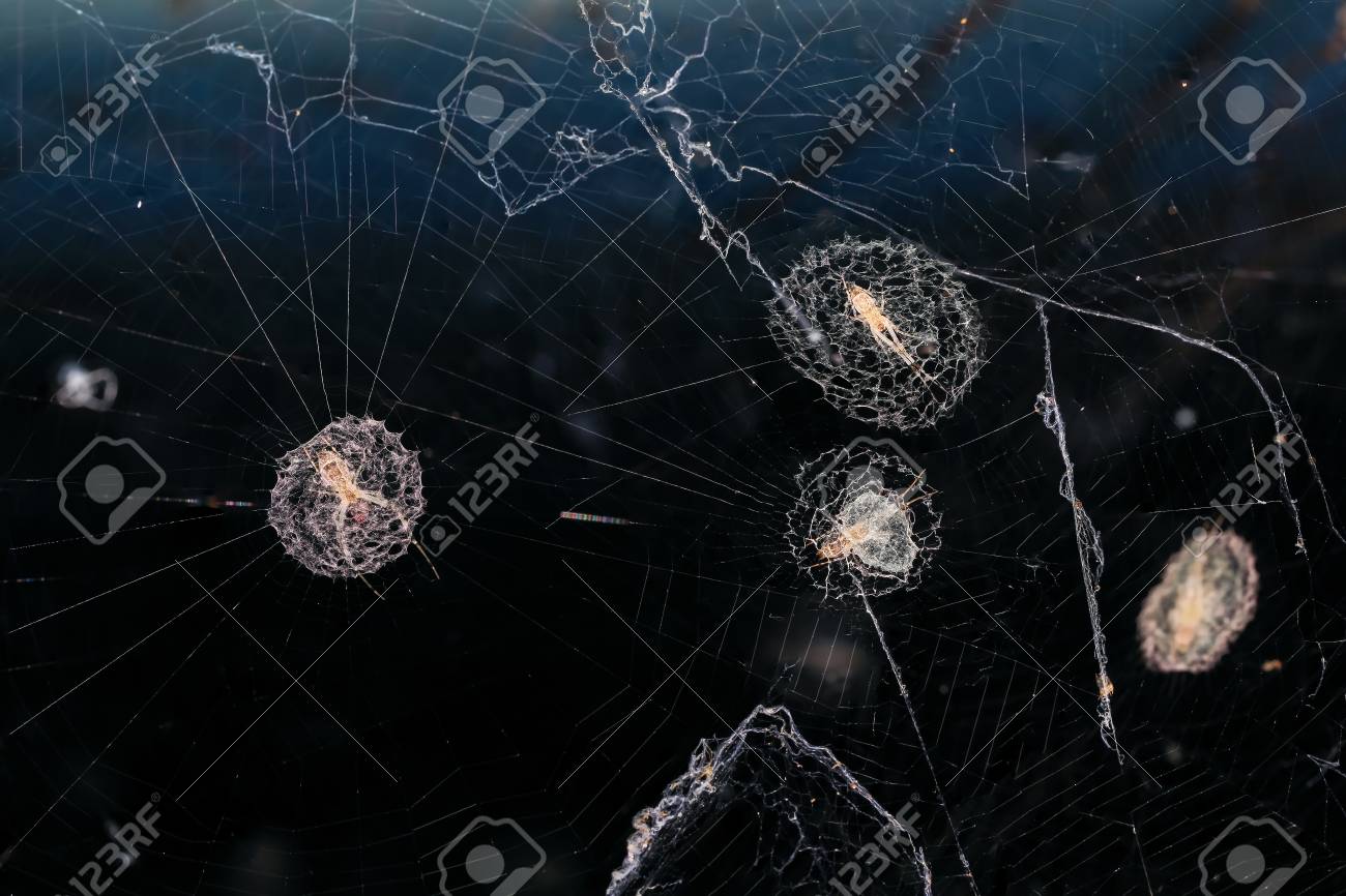 etiam-dictum-ipsum-a-felis