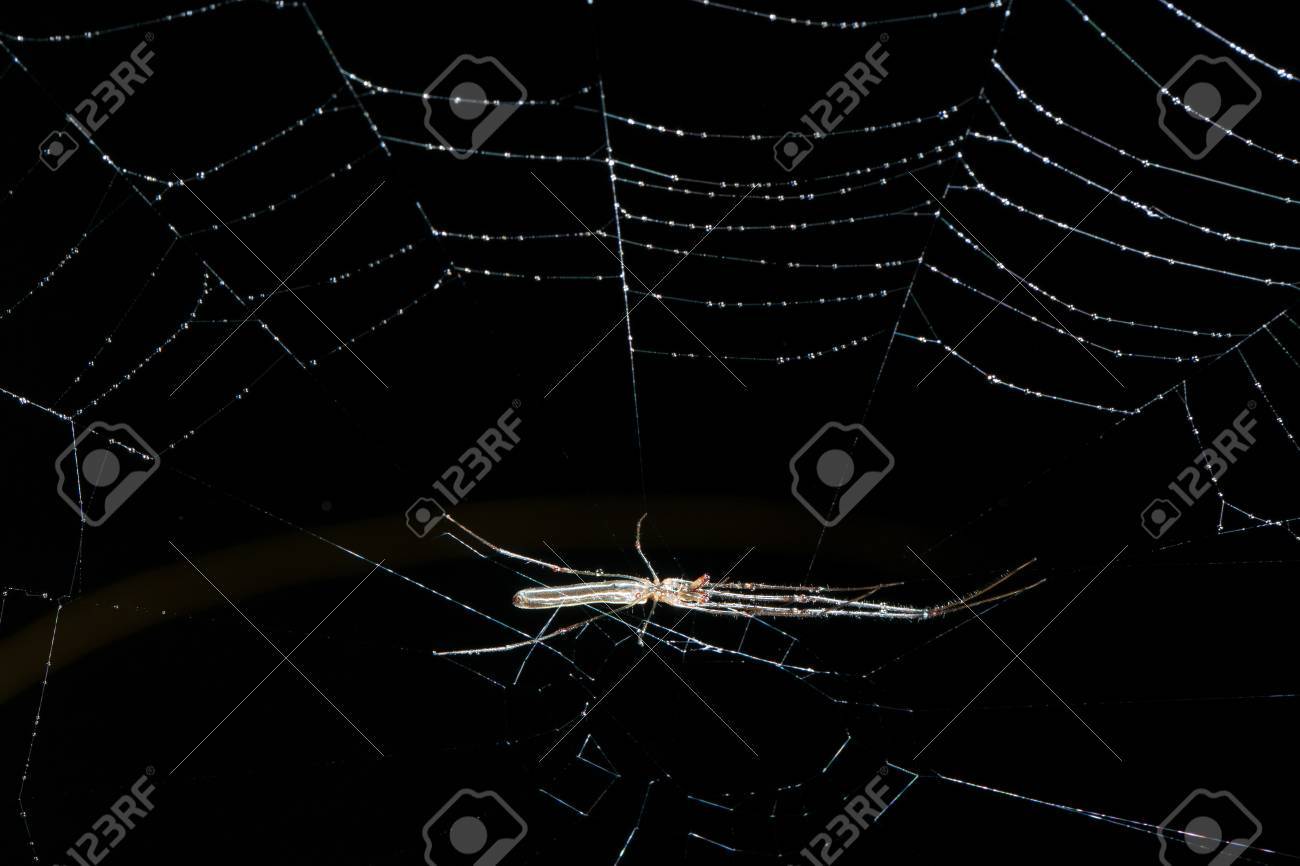 etiam-dictum-ipsum-a-felis