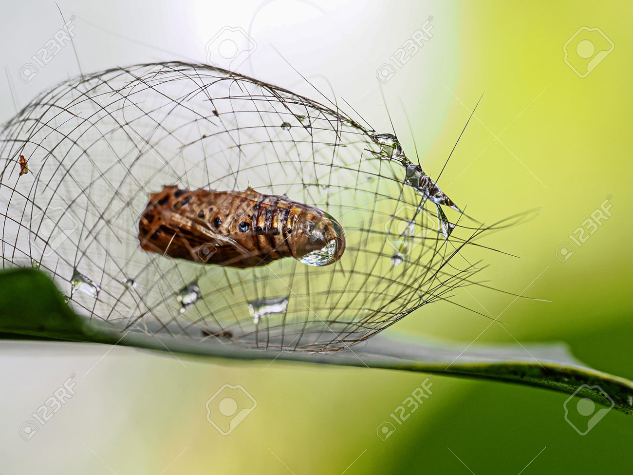 etiam-dictum-ipsum-a-felis