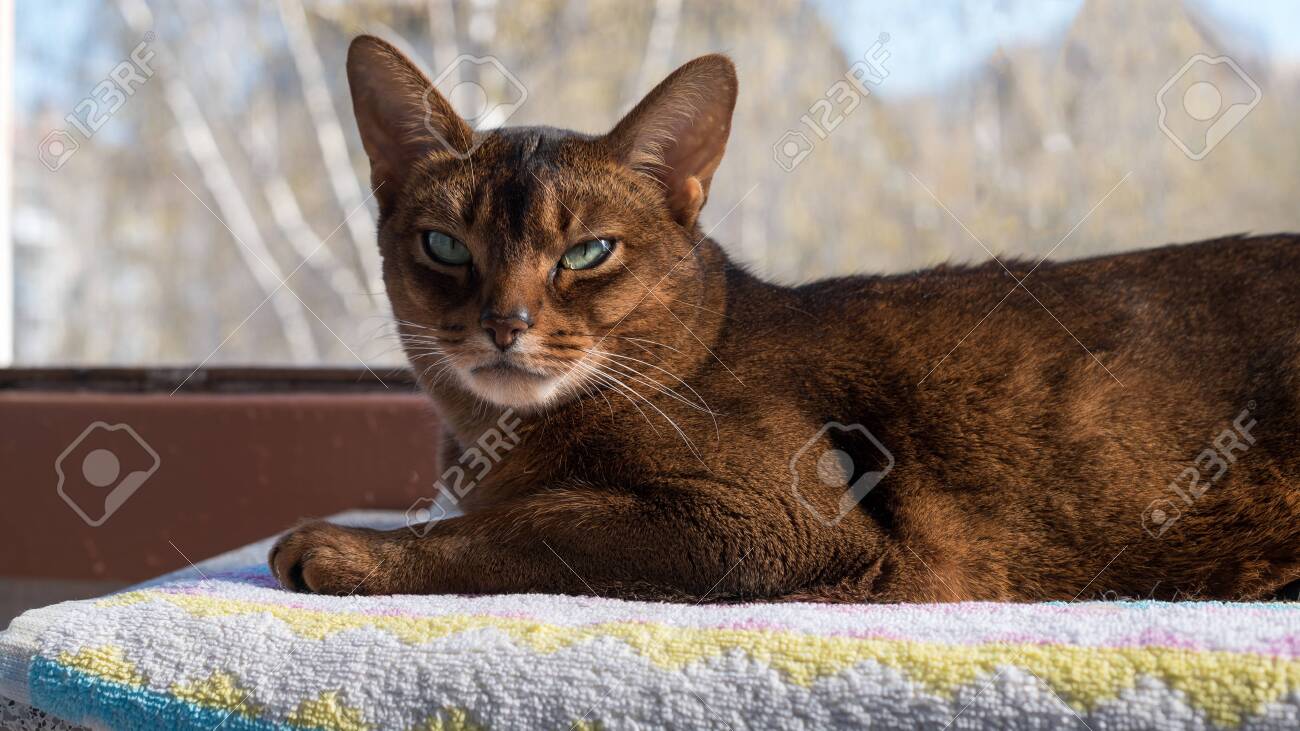 etiam-dictum-ipsum-a-felis