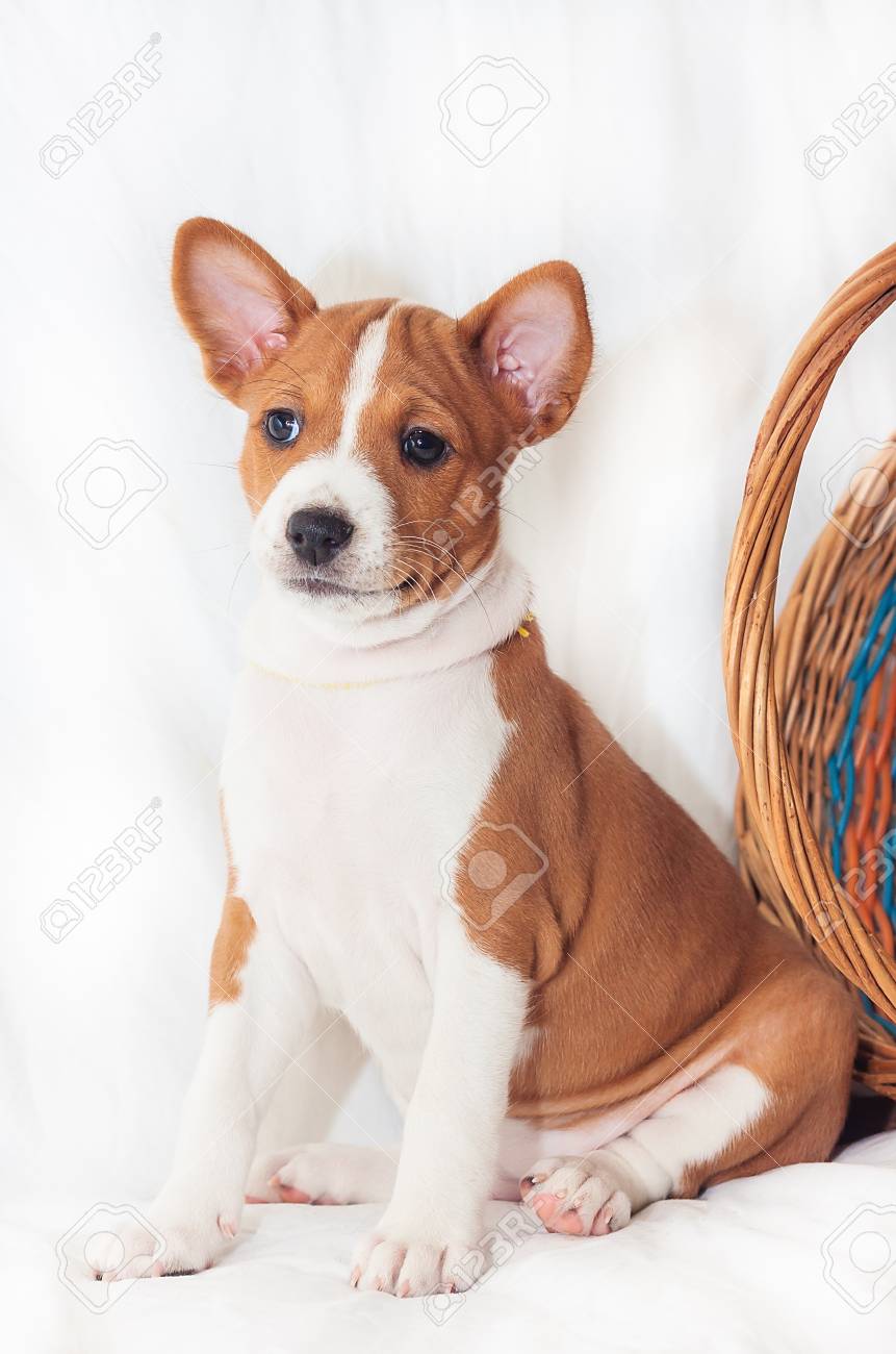 美しい かわいい子犬の犬が吠えないアフリカ犬犬バセンジー の写真素材 画像素材 Image