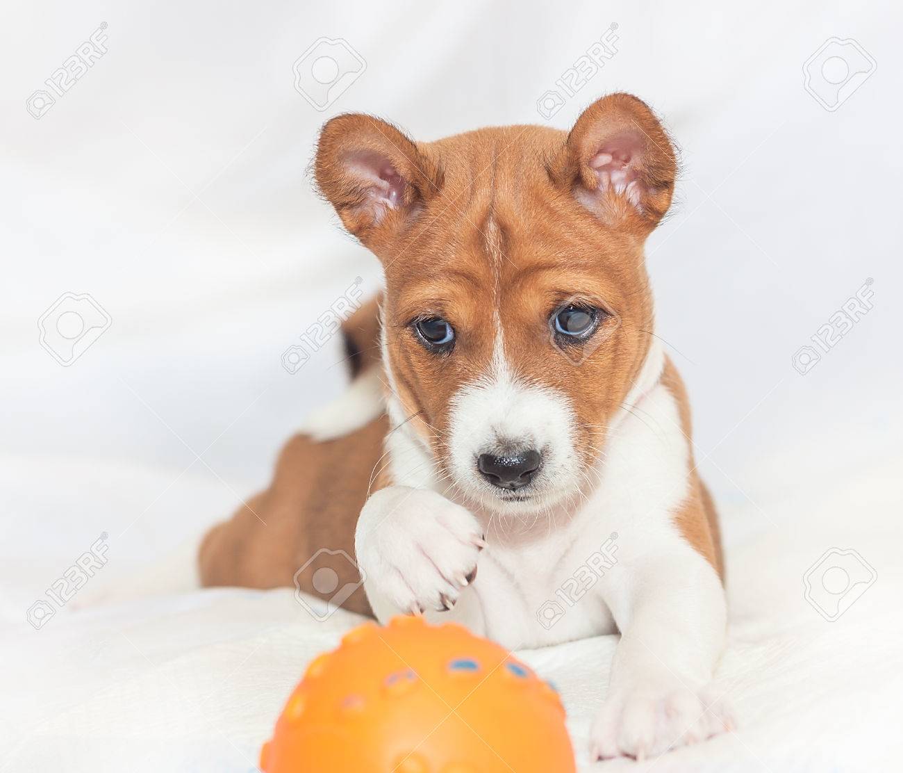 Schone Niedliche Welpen Hunde Nicht Bellen Afrikanischen Hunderasse Basenji Lizenzfreie Fotos Bilder Und Stock Fotografie Image