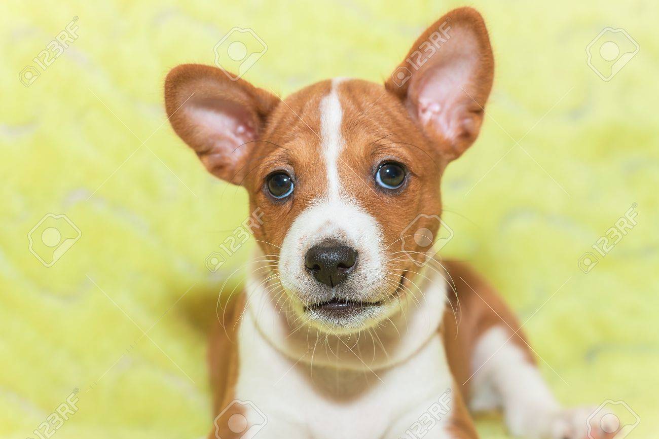 美しい かわいい子犬の犬が吠えないアフリカ犬犬バセンジー の写真素材 画像素材 Image