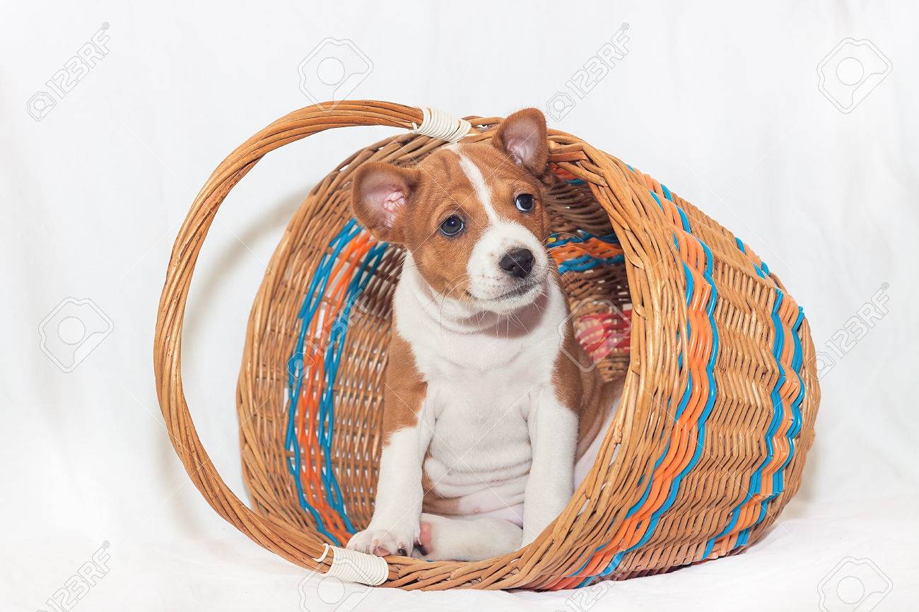 美しい かわいい子犬の犬が吠えないアフリカ犬犬バセンジー の写真素材 画像素材 Image