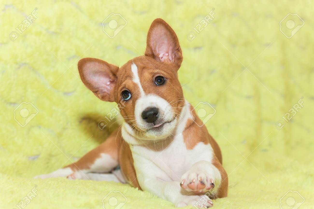 美しい かわいい子犬の犬が吠えないアフリカ犬犬バセンジー の写真素材 画像素材 Image