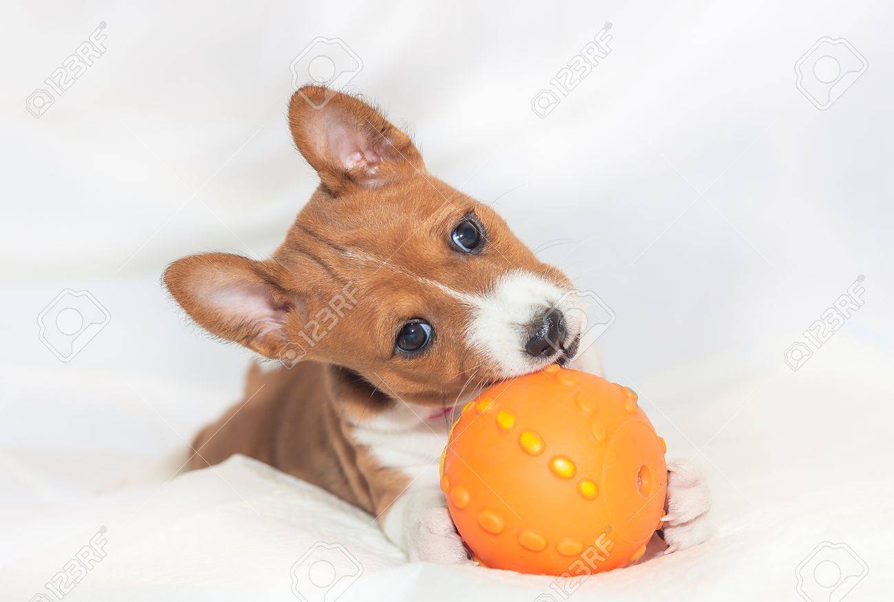 美しい かわいい子犬の犬が吠えないアフリカ犬犬バセンジー の写真素材 画像素材 Image