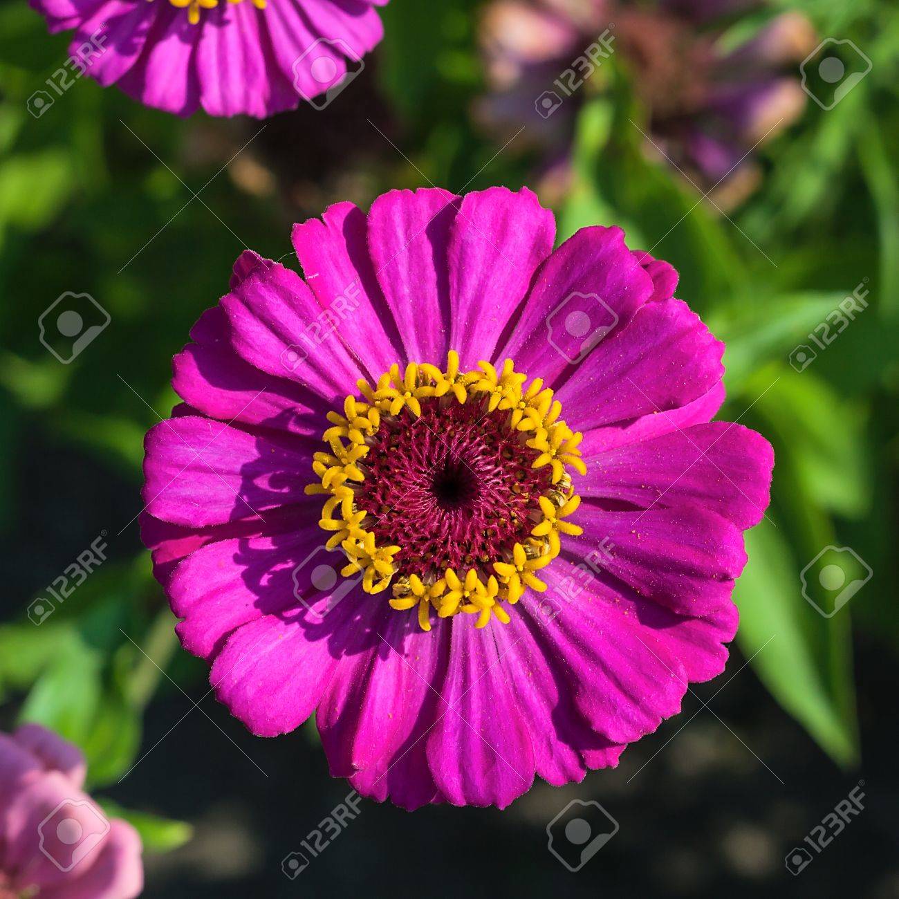 緑の背景に自然の中の紫のジニアの美しい花 の写真素材 画像素材 Image