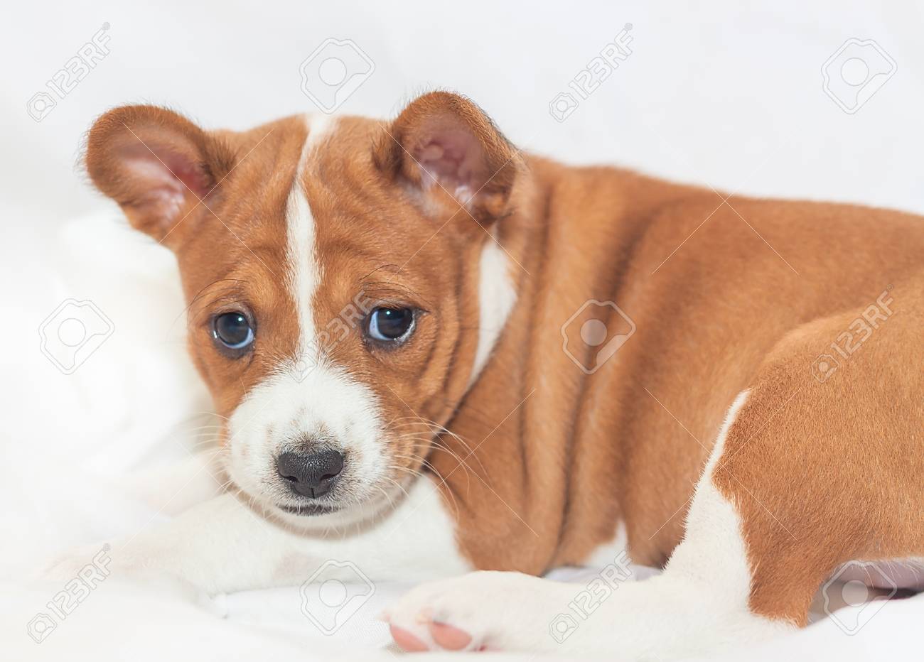 美しいかわいい子犬犬は吠えないアフリカの犬種ベースンジ の写真素材 画像素材 Image