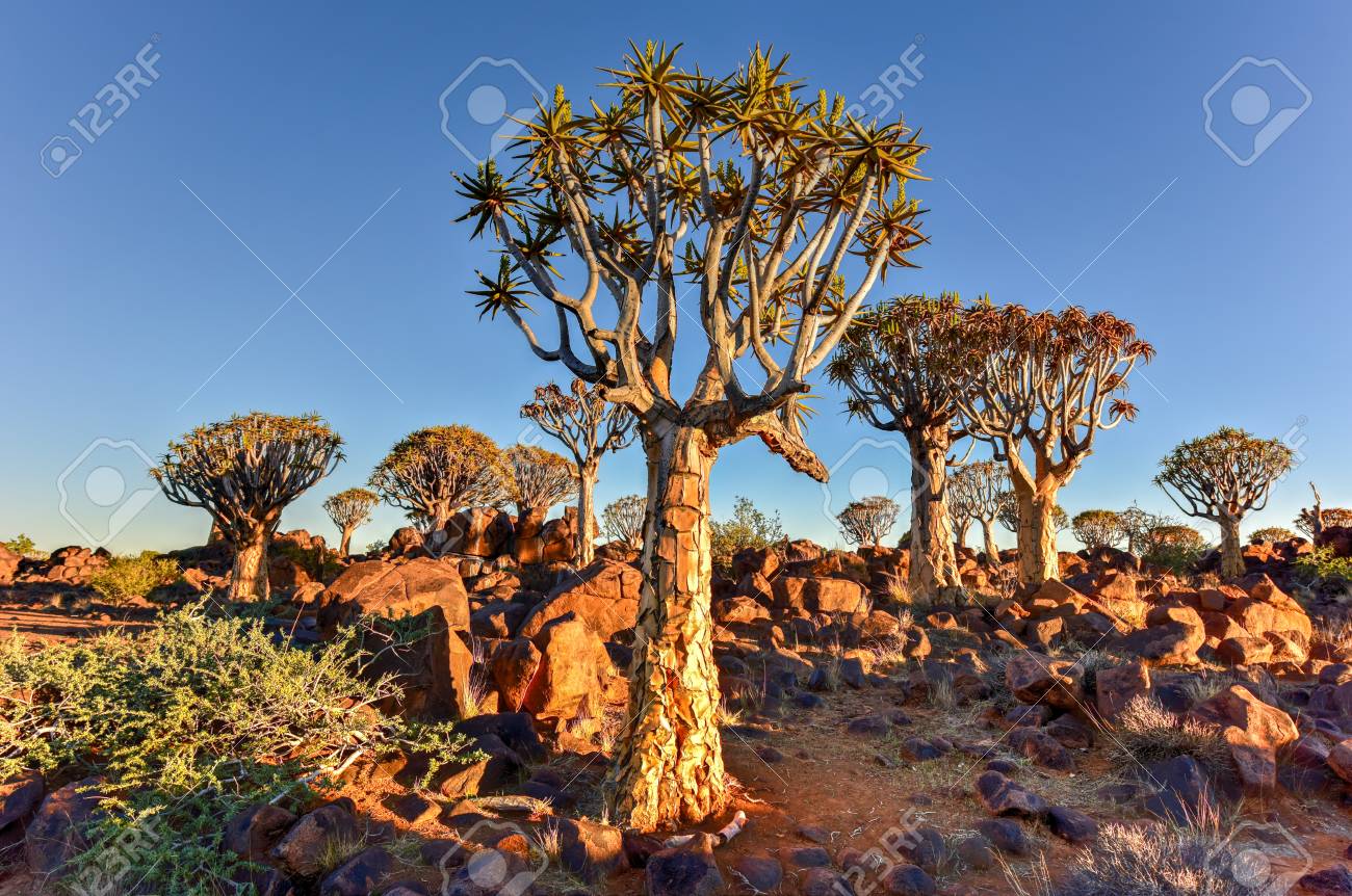 quiver tree forest outside