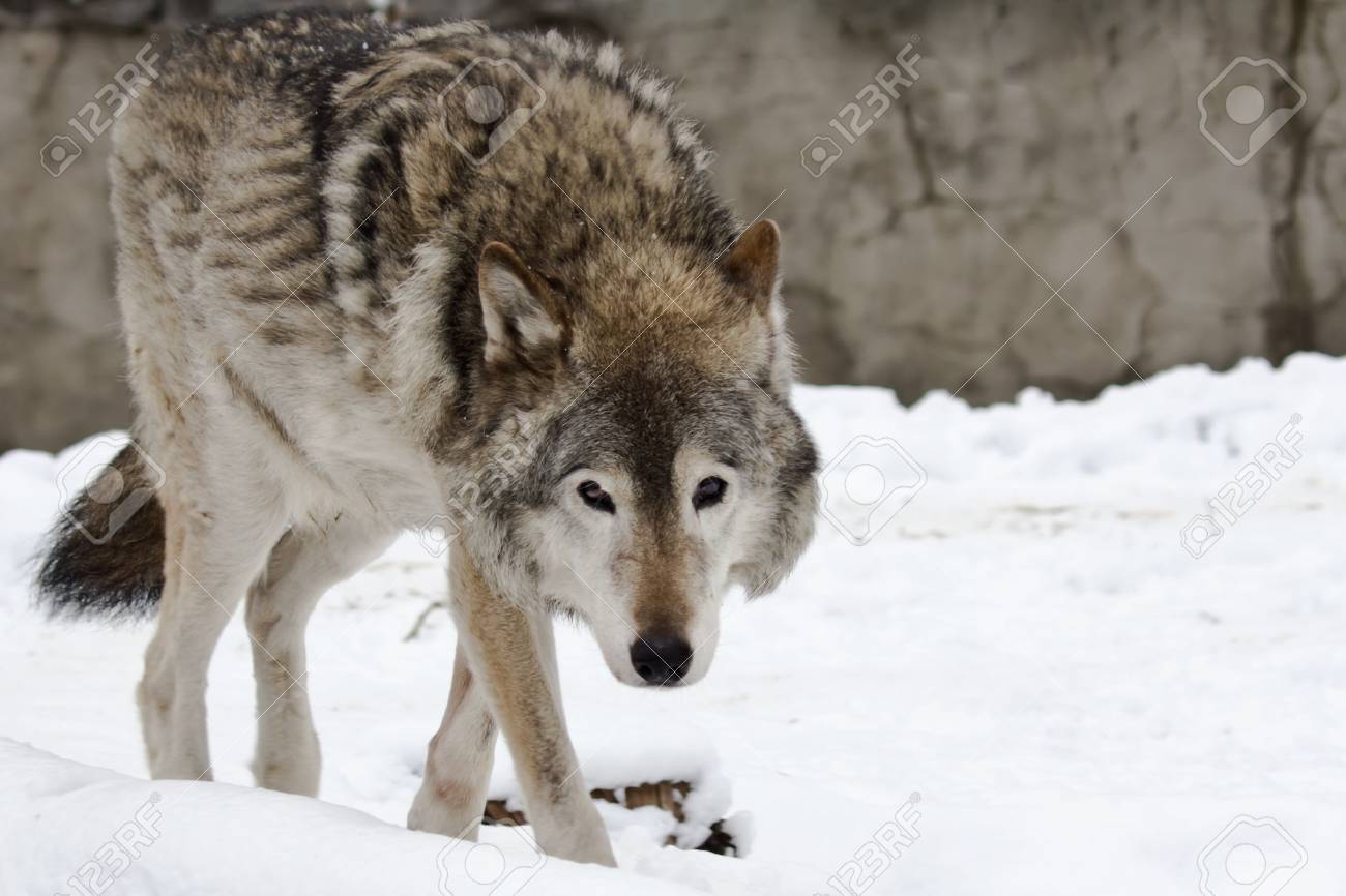 11931645-wild-dark-grey-wolf-on-the-snow-landscape.jpg