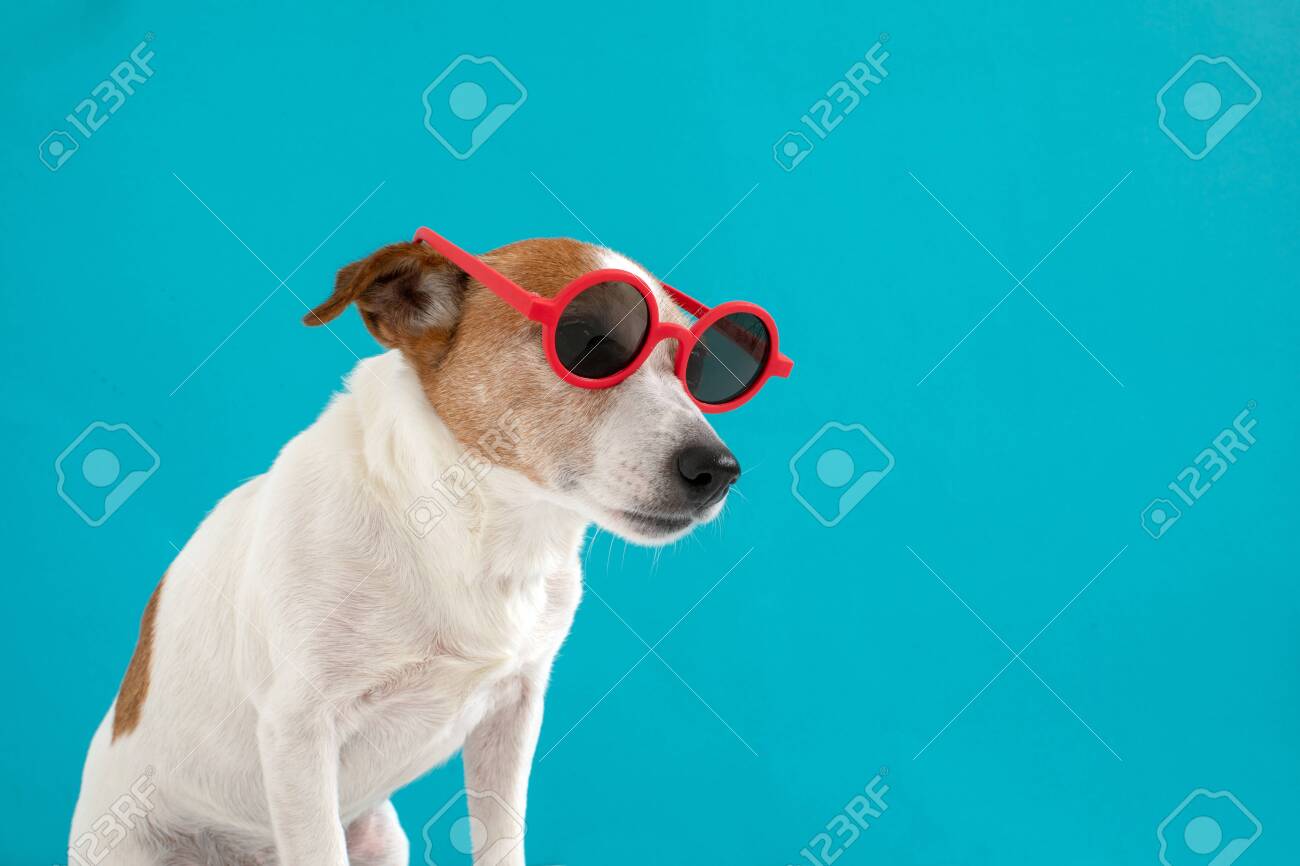 jack russell sunglasses