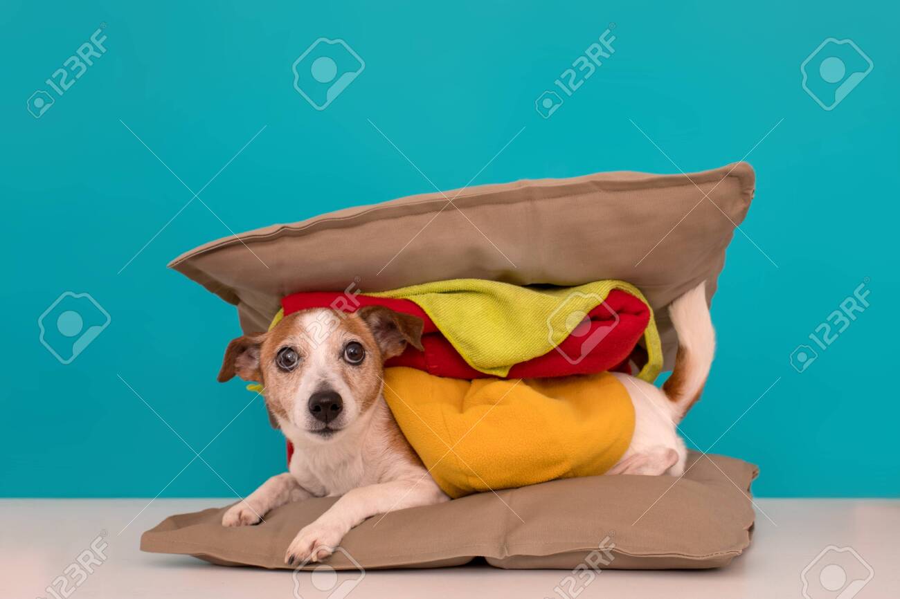 hamburger dog pillow