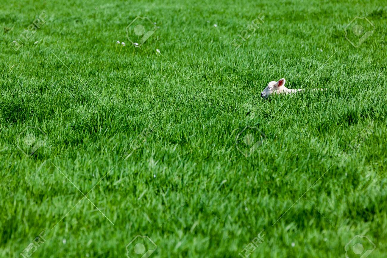 An lamb sleeping in the high grass in the field - 27457484 An lamb sleeping in the high grass in the field - 27457484